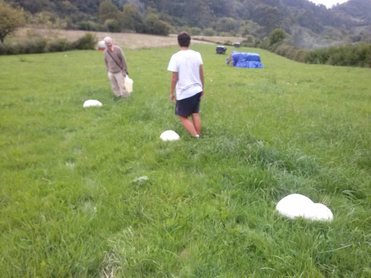 Encuentran en Gijón tres ejemplares gigantes de las setas &#039;Lycoperdon perlatum&#039;