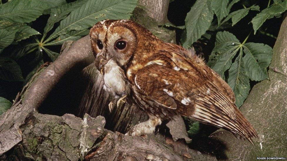 La primera fotografía que ganó un WPY Award en su primera edición.