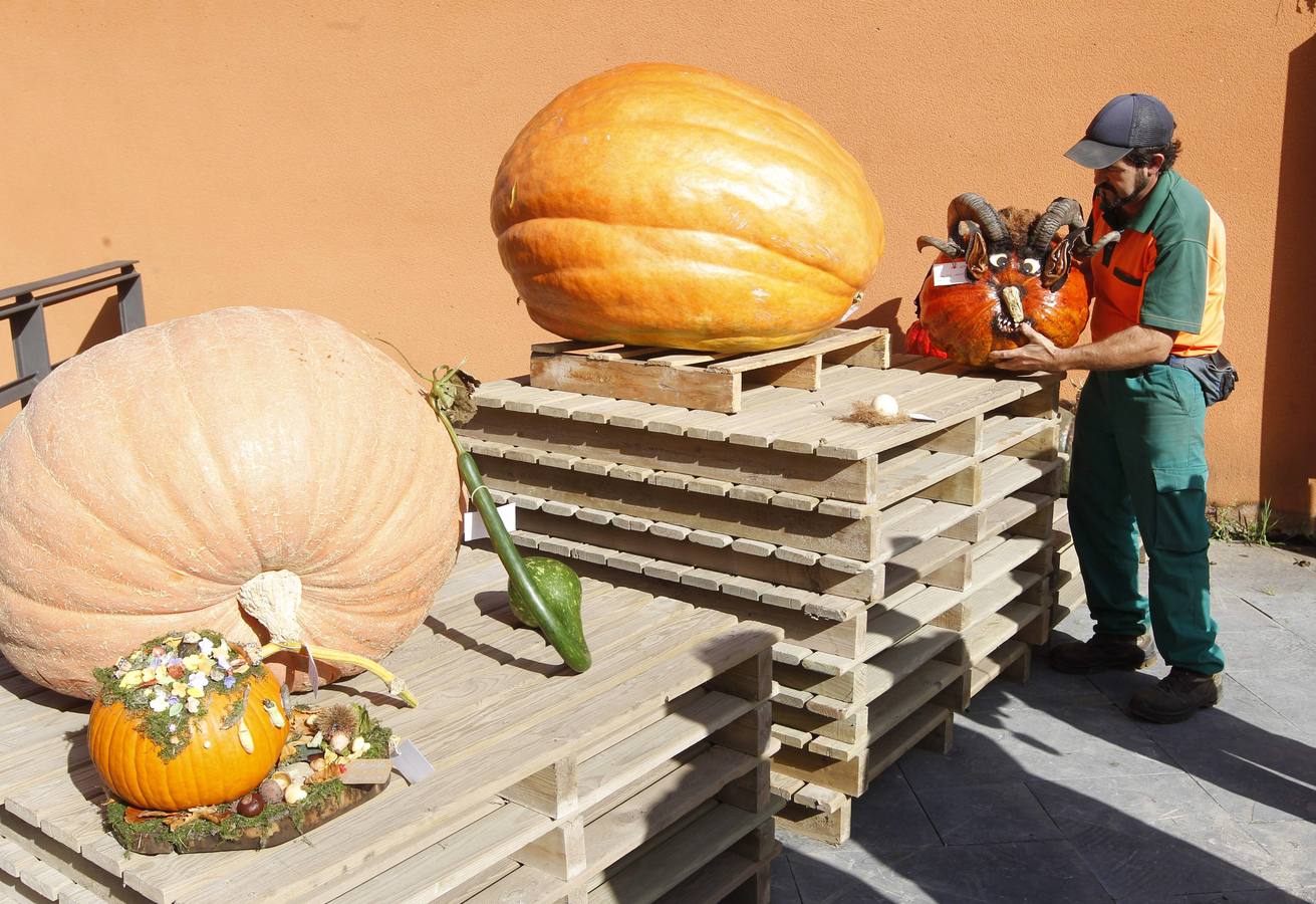 Calabazas en el Botánico