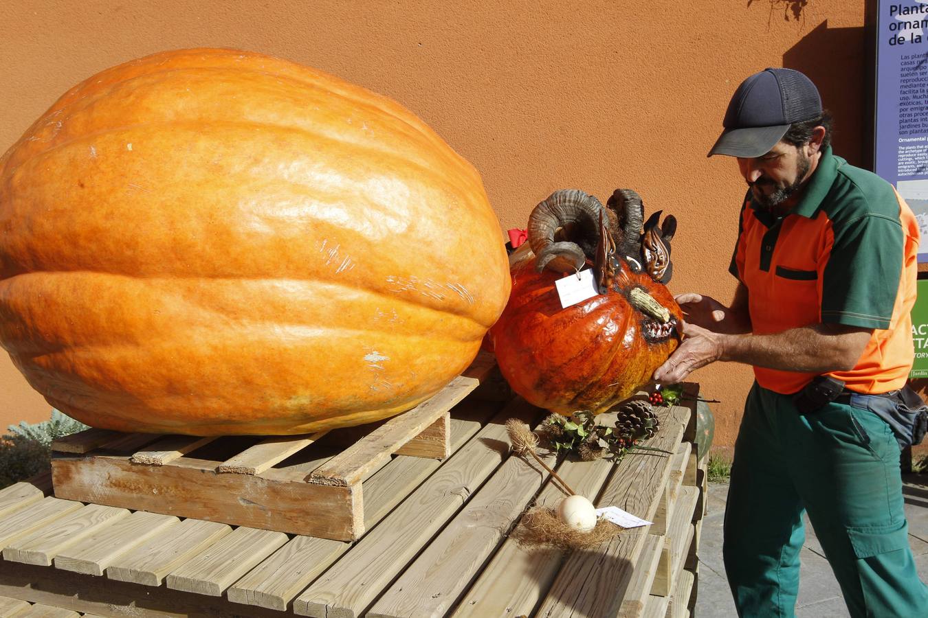 Calabazas en el Botánico