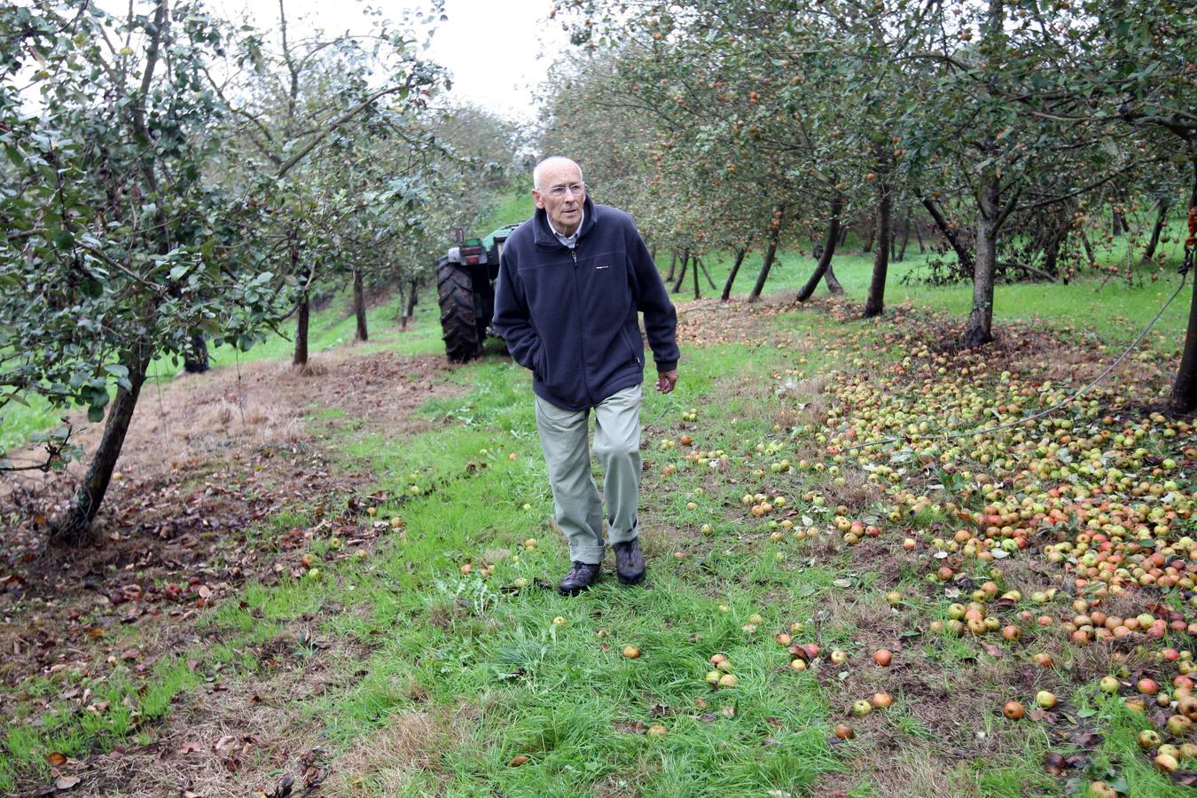 Los lagares asturianos, en plena elaboración de la sidra