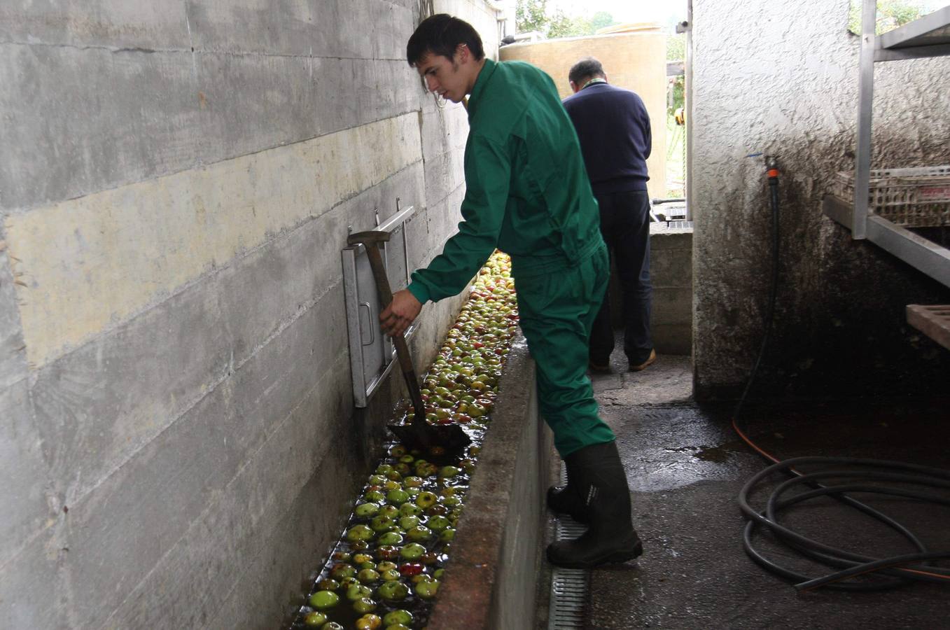 Los lagares asturianos, en plena elaboración de la sidra