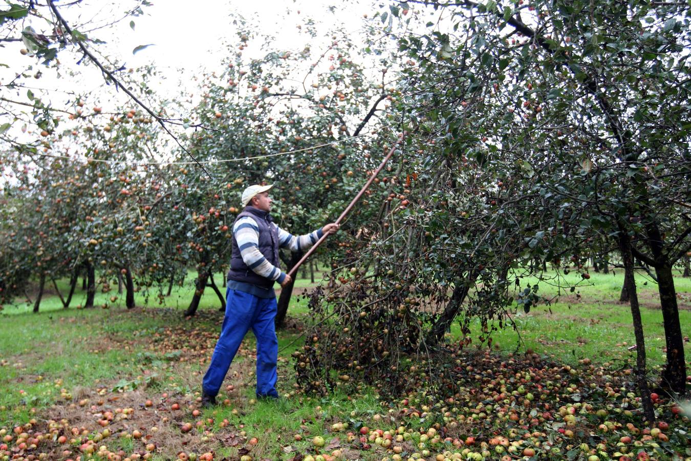 Los lagares asturianos, en plena elaboración de la sidra