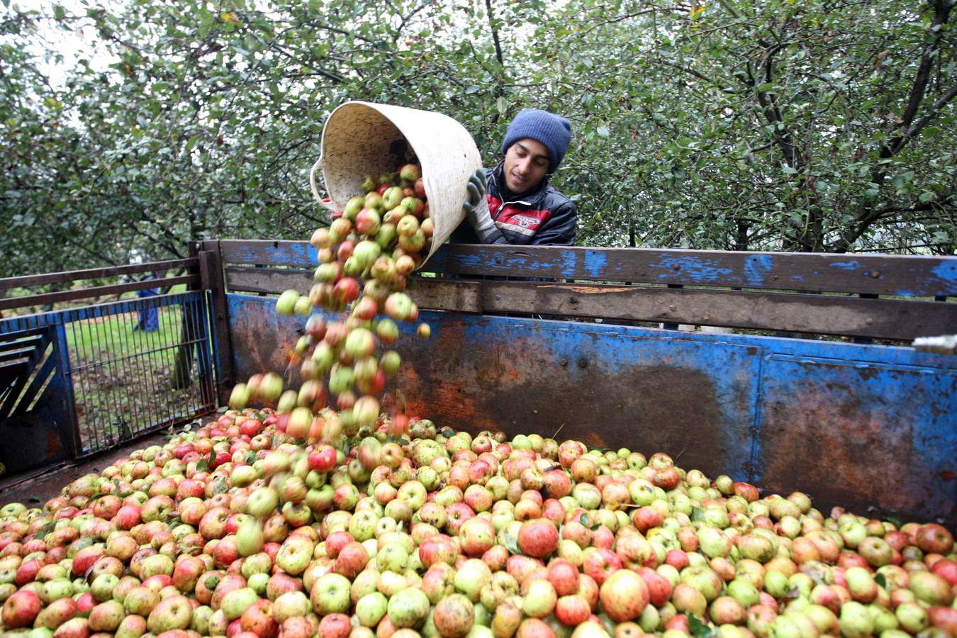 Los lagares asturianos, en plena elaboración de la sidra