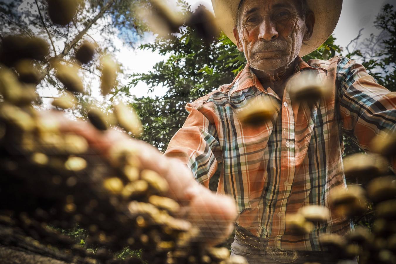 En los secaderos de café en Nicaragua