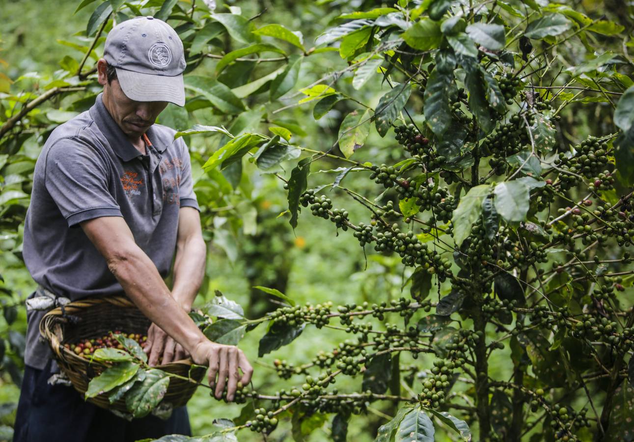 En los secaderos de café en Nicaragua