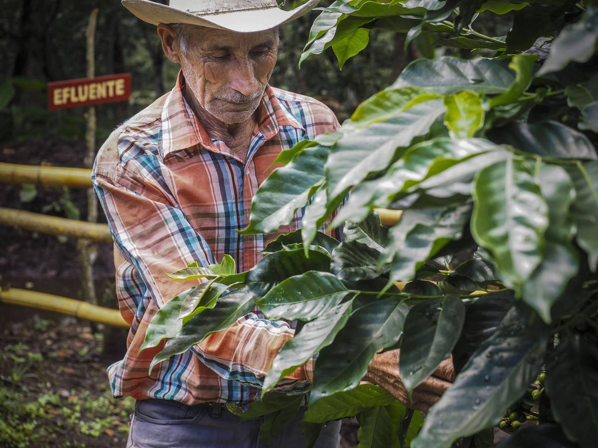 En los secaderos de café en Nicaragua