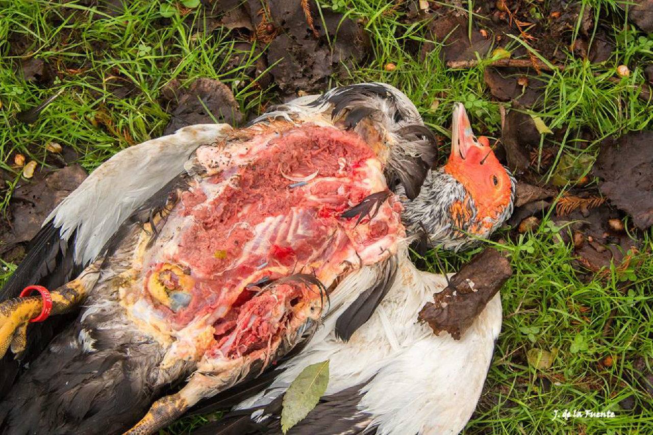 Aparecen nuevos cadáveres de aves en el parque Isabel la Católica