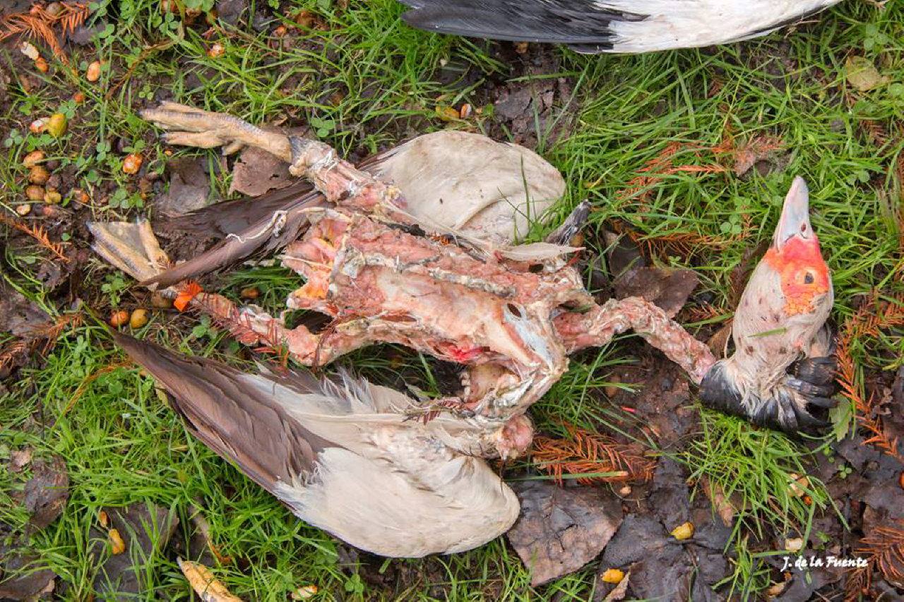 Aparecen nuevos cadáveres de aves en el parque Isabel la Católica