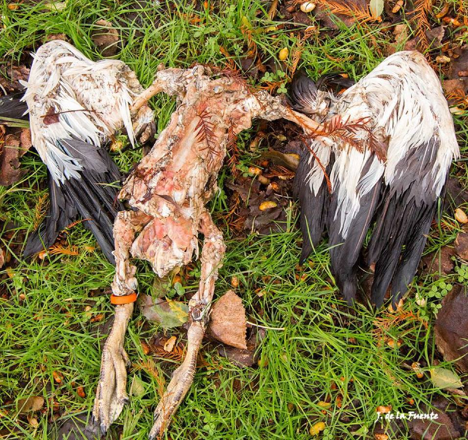 Aparecen nuevos cadáveres de aves en el parque Isabel la Católica