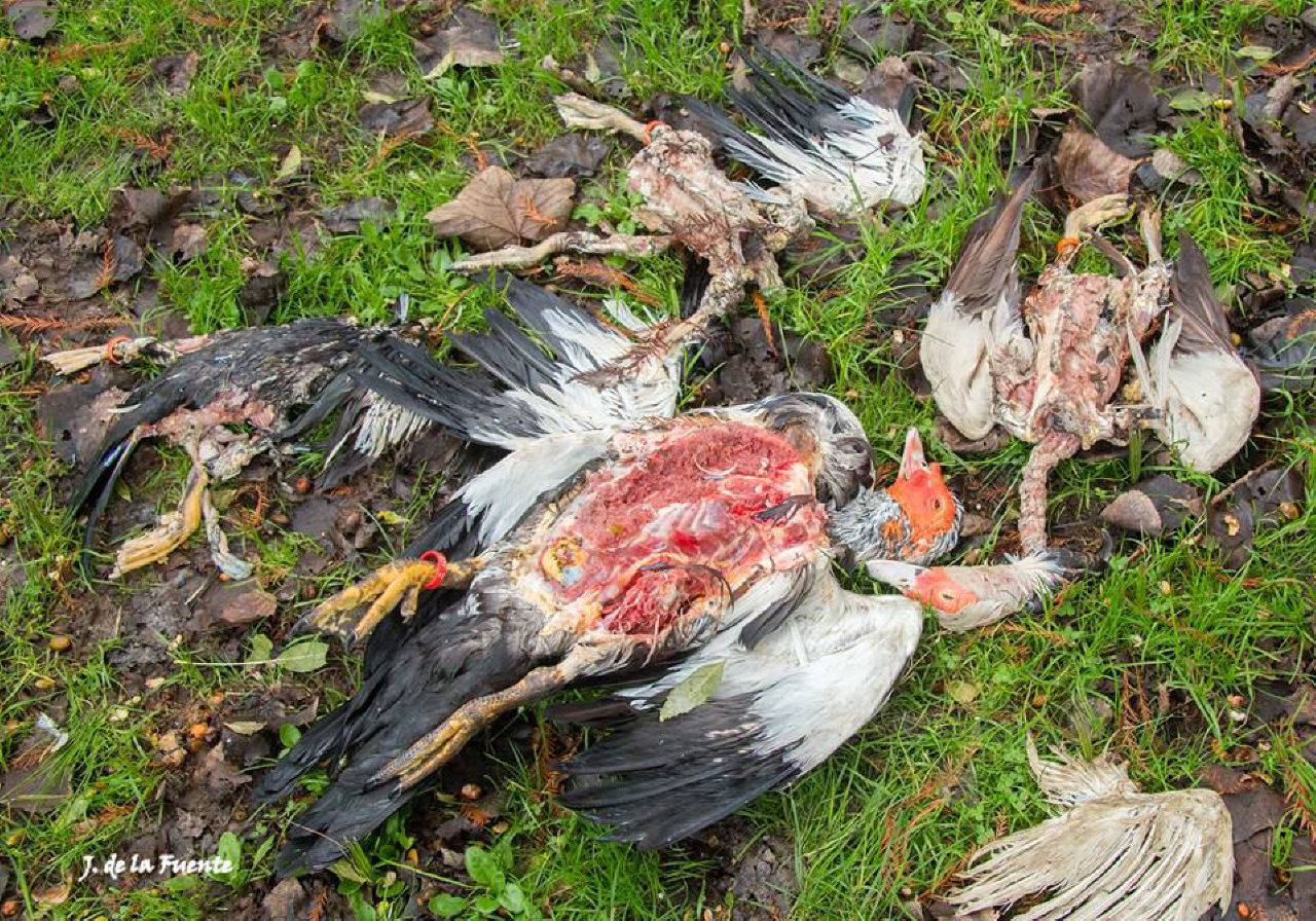 Aparecen nuevos cadáveres de aves en el parque Isabel la Católica