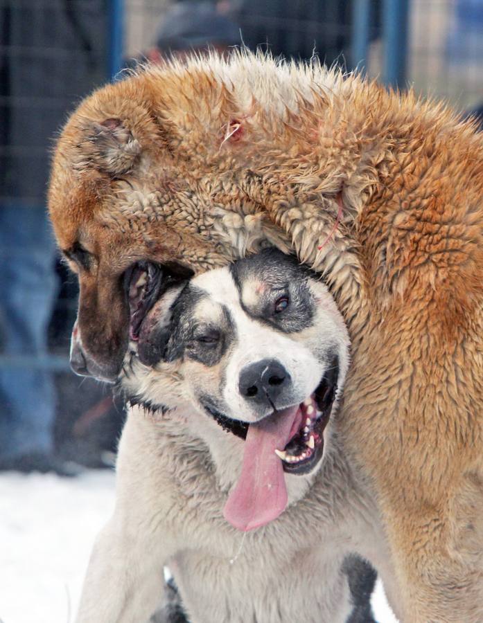 Brutalidad animal en Kirguistán