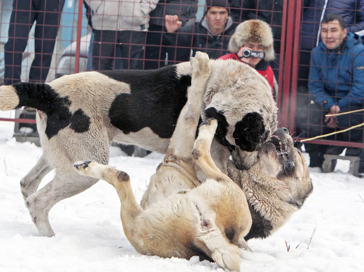Brutalidad animal en Kirguistán