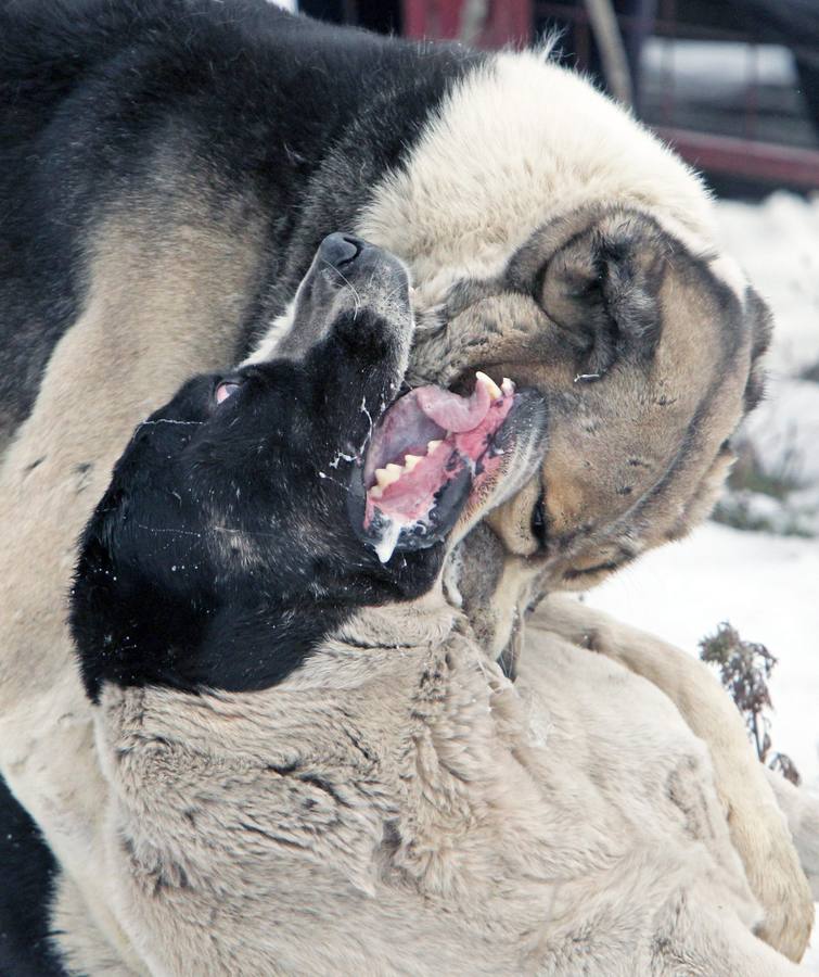 Brutalidad animal en Kirguistán