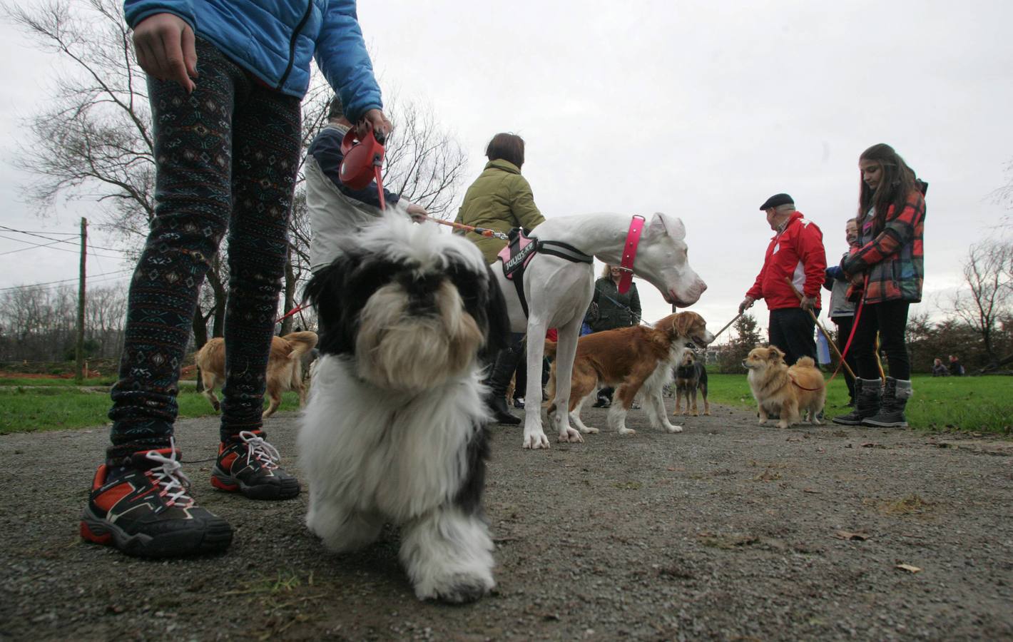 La San Silvestre de los perros