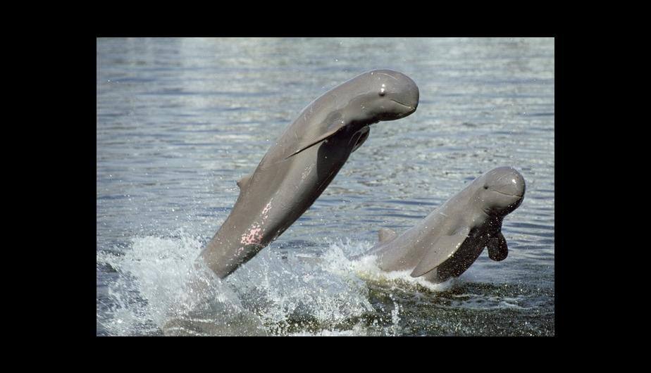 Delfín Irrawaddy