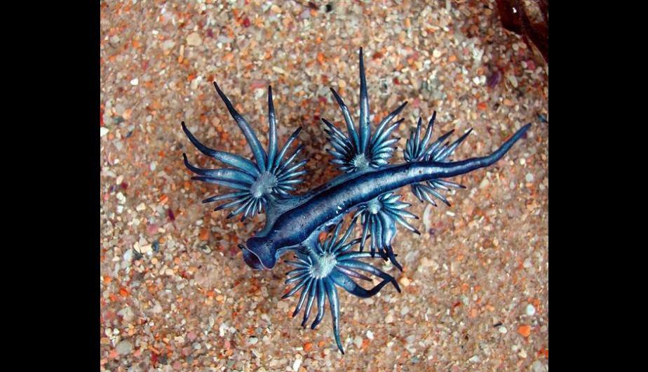 Glaucus Atlanticus