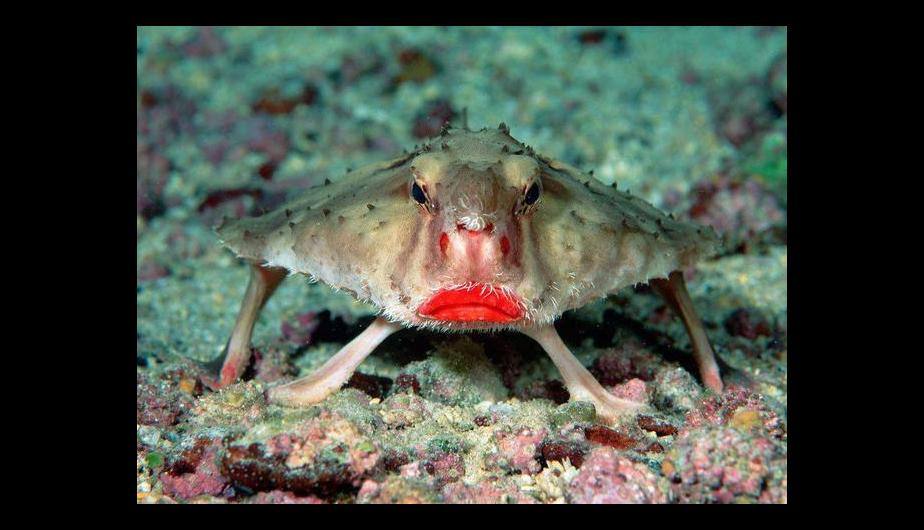 Pez murciélago de labios rojos
