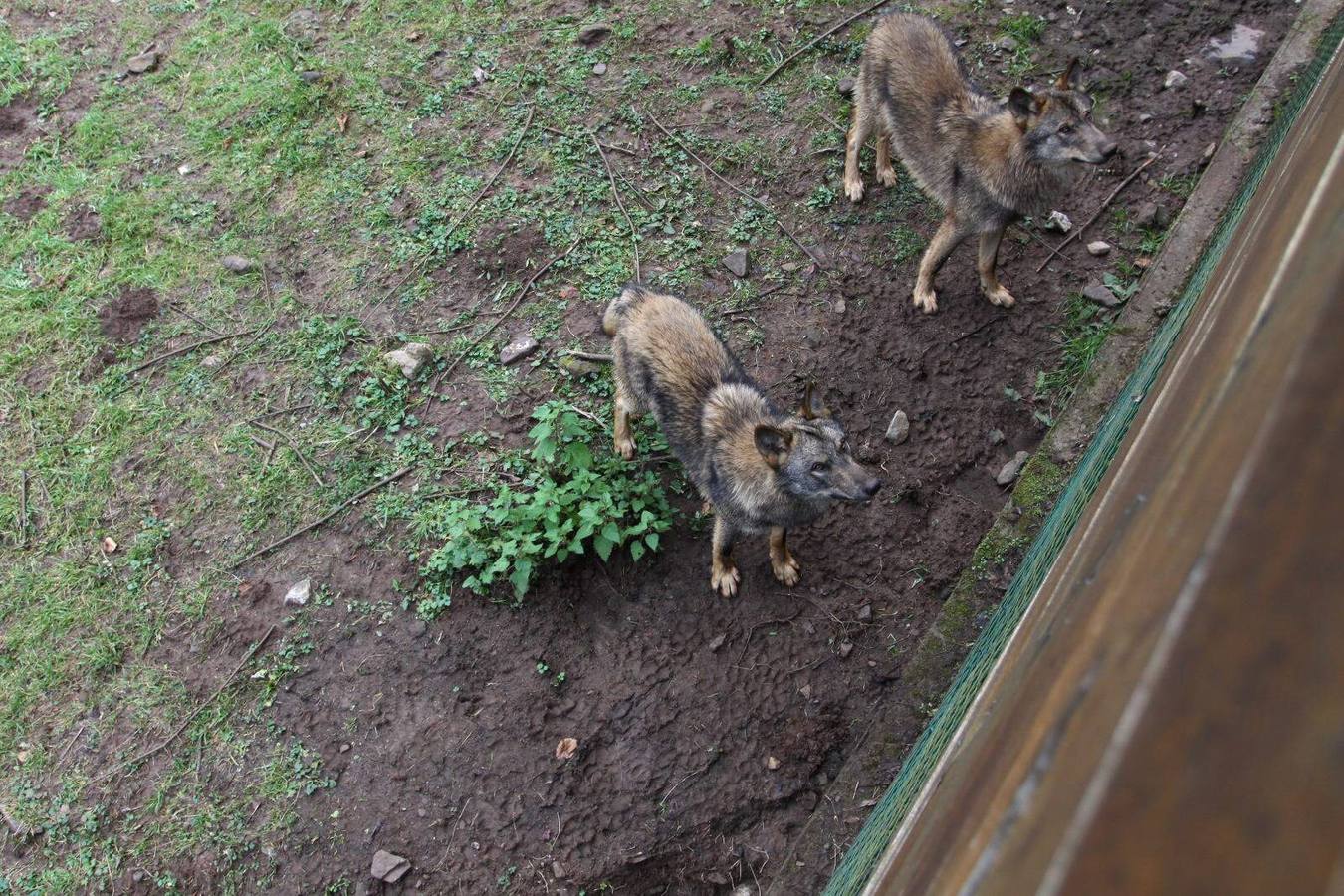 Belmonte impulsa la casa del lobo