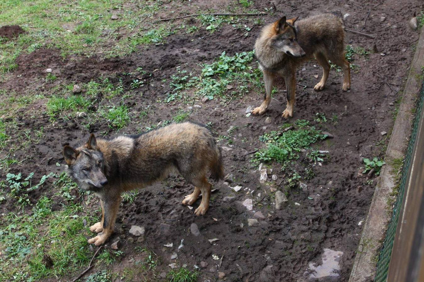 Belmonte impulsa la casa del lobo