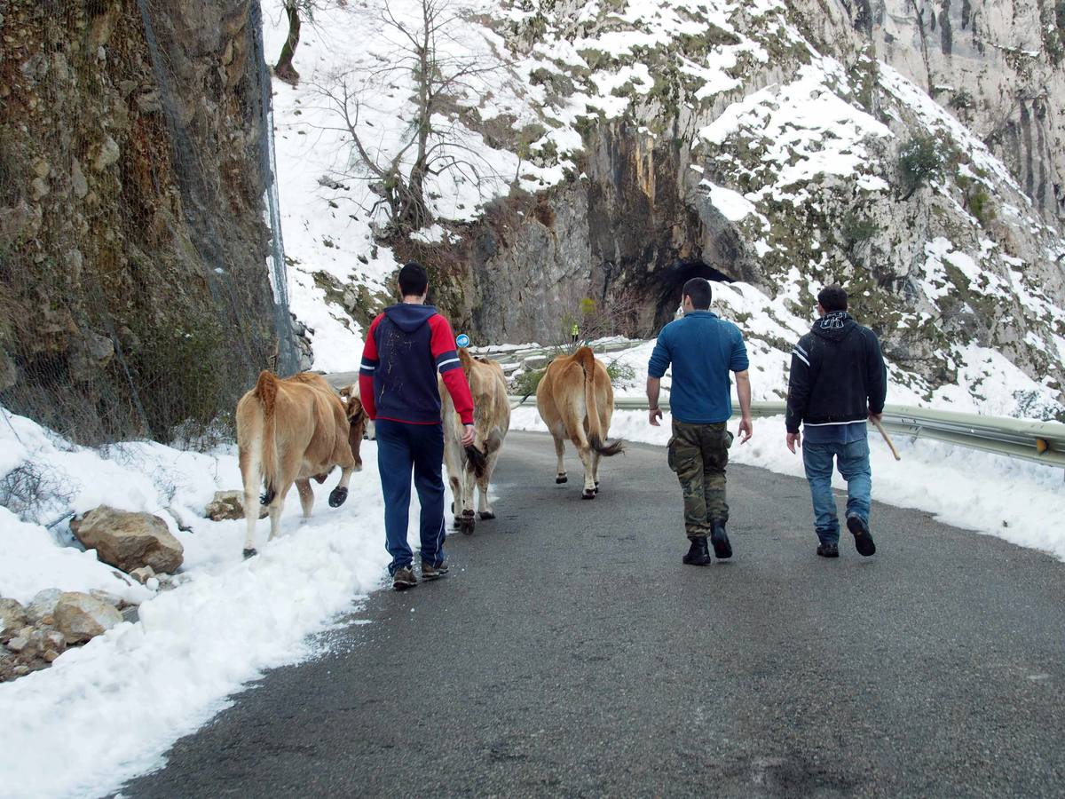 La dura vida en la nieve