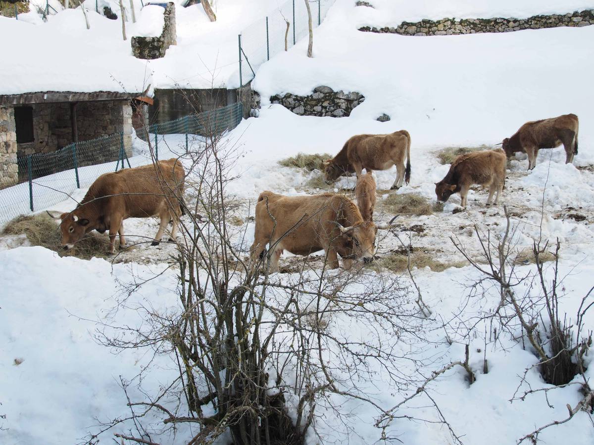 La dura vida en la nieve