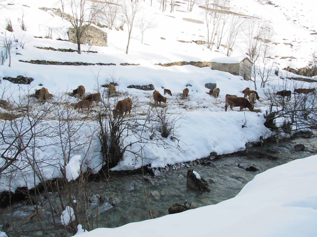 La dura vida en la nieve