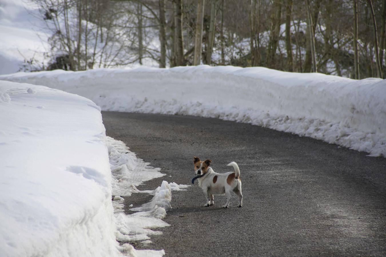 La dura vida en la nieve