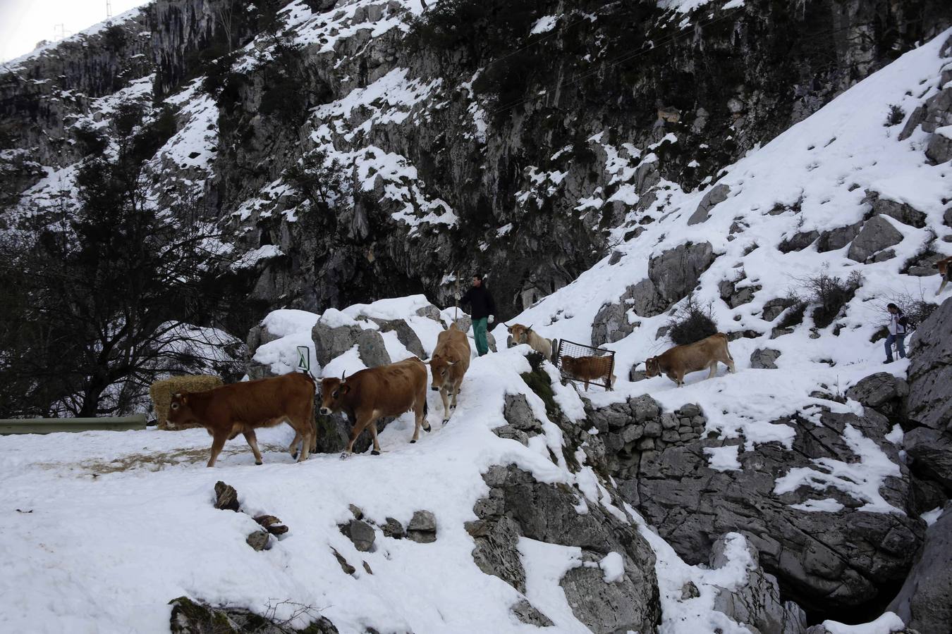 La dura vida en la nieve