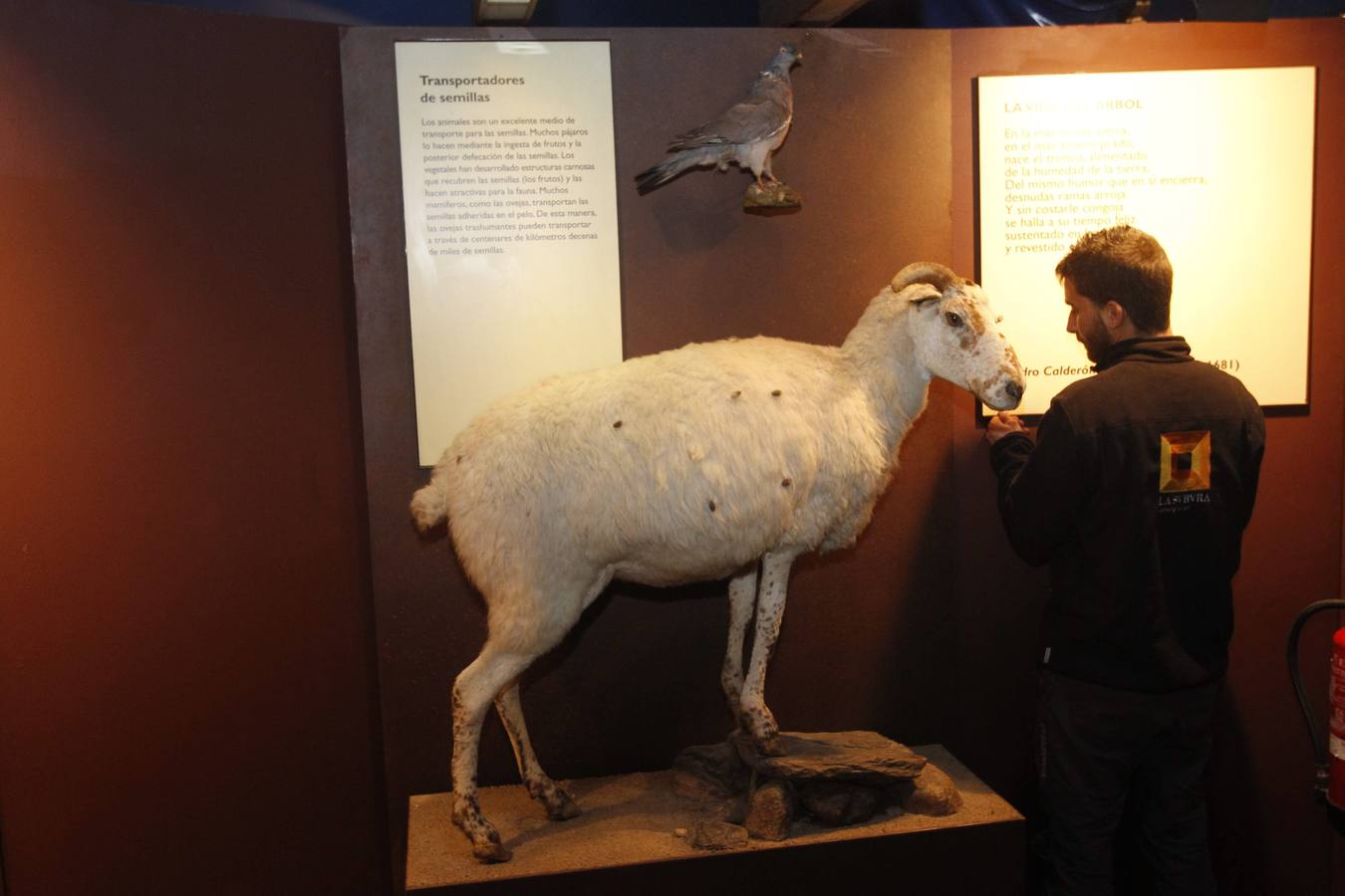 La Caixa ofrece un recorrido por el bosque en la losa de Oviedo
