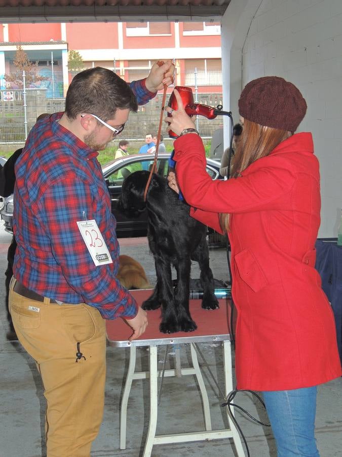 Feria del Perro de Tineo