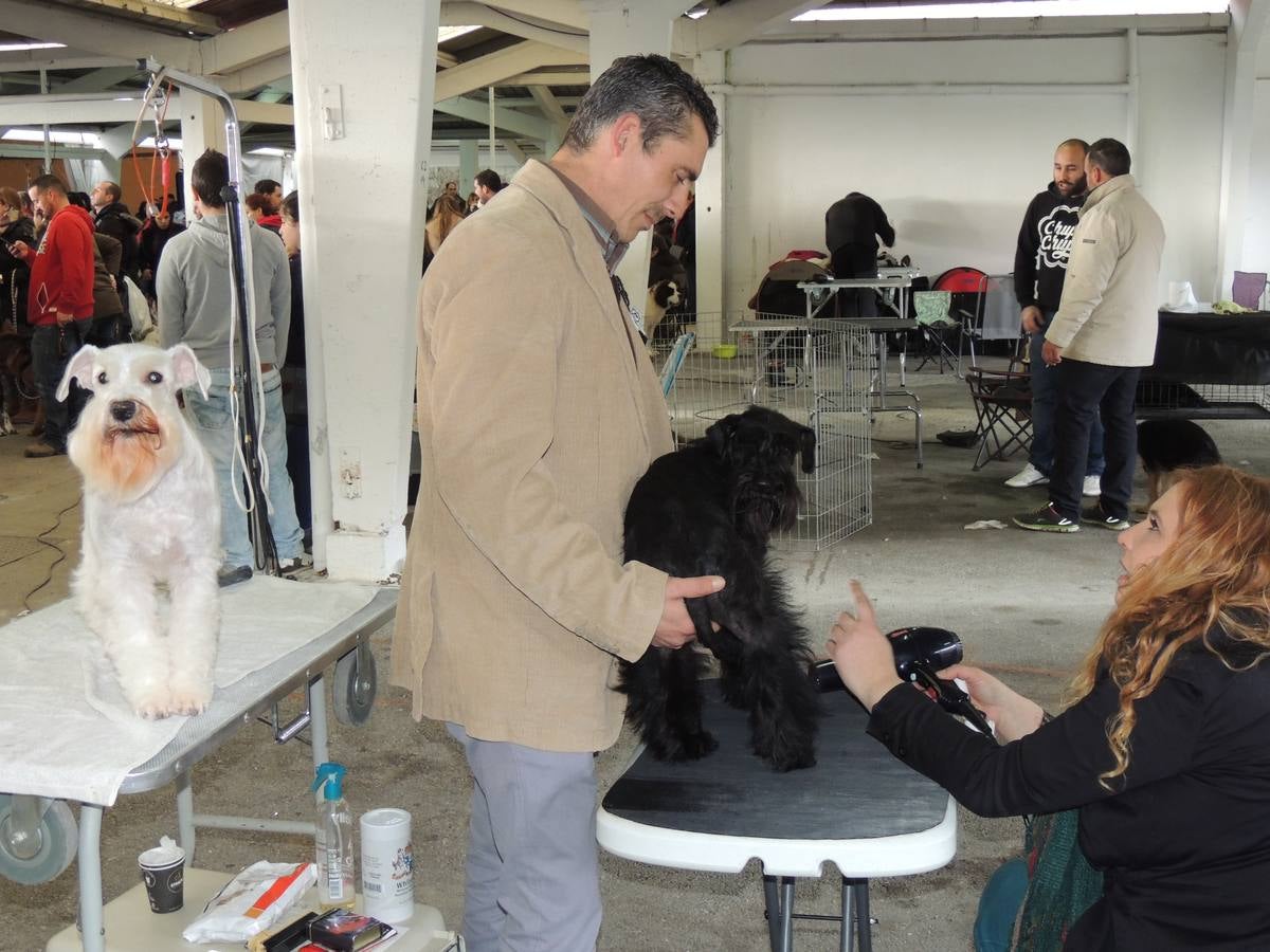 Feria del Perro de Tineo