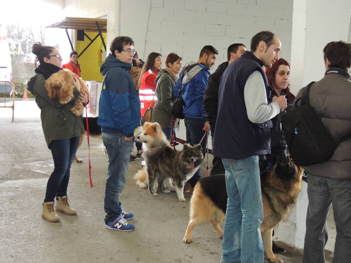 Feria del Perro de Tineo