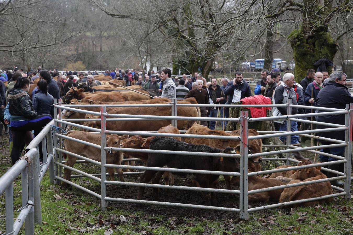 Corao acogió su tradicional feria de marzo con presencia de unas 1.300 cabezas de ganado