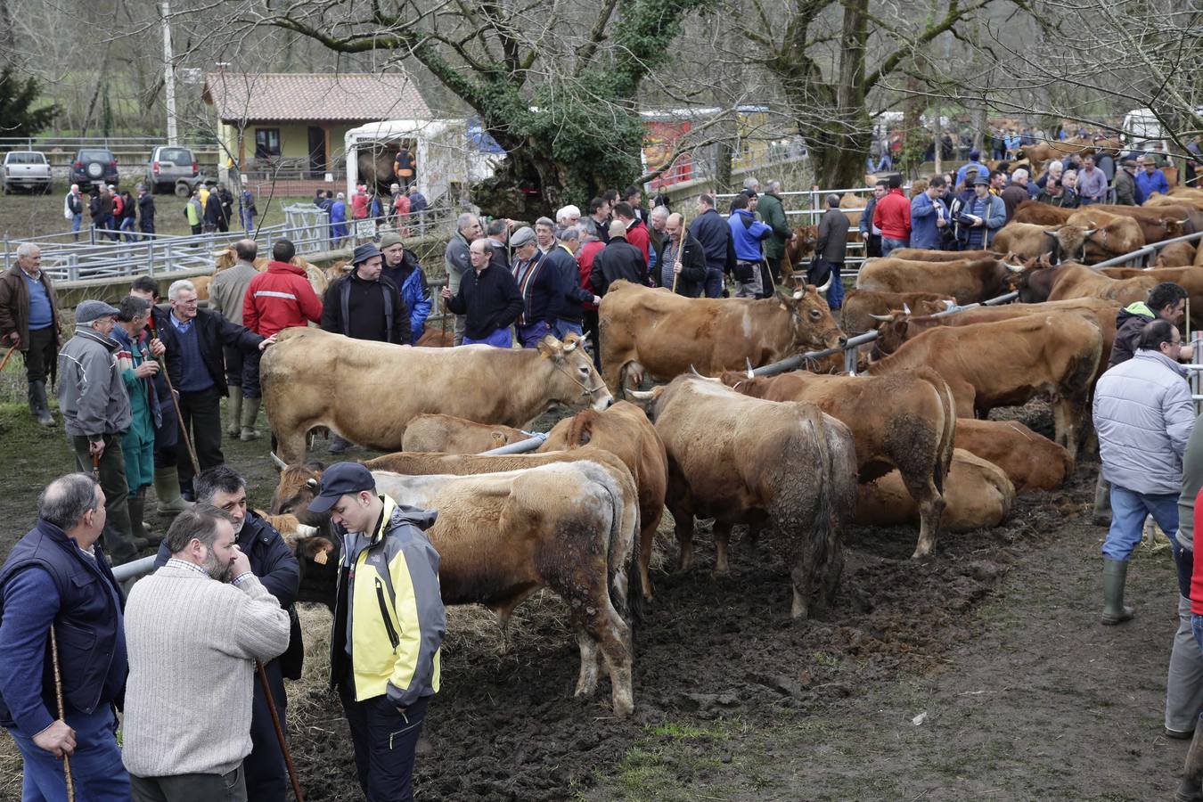 Corao acogió su tradicional feria de marzo con presencia de unas 1.300 cabezas de ganado