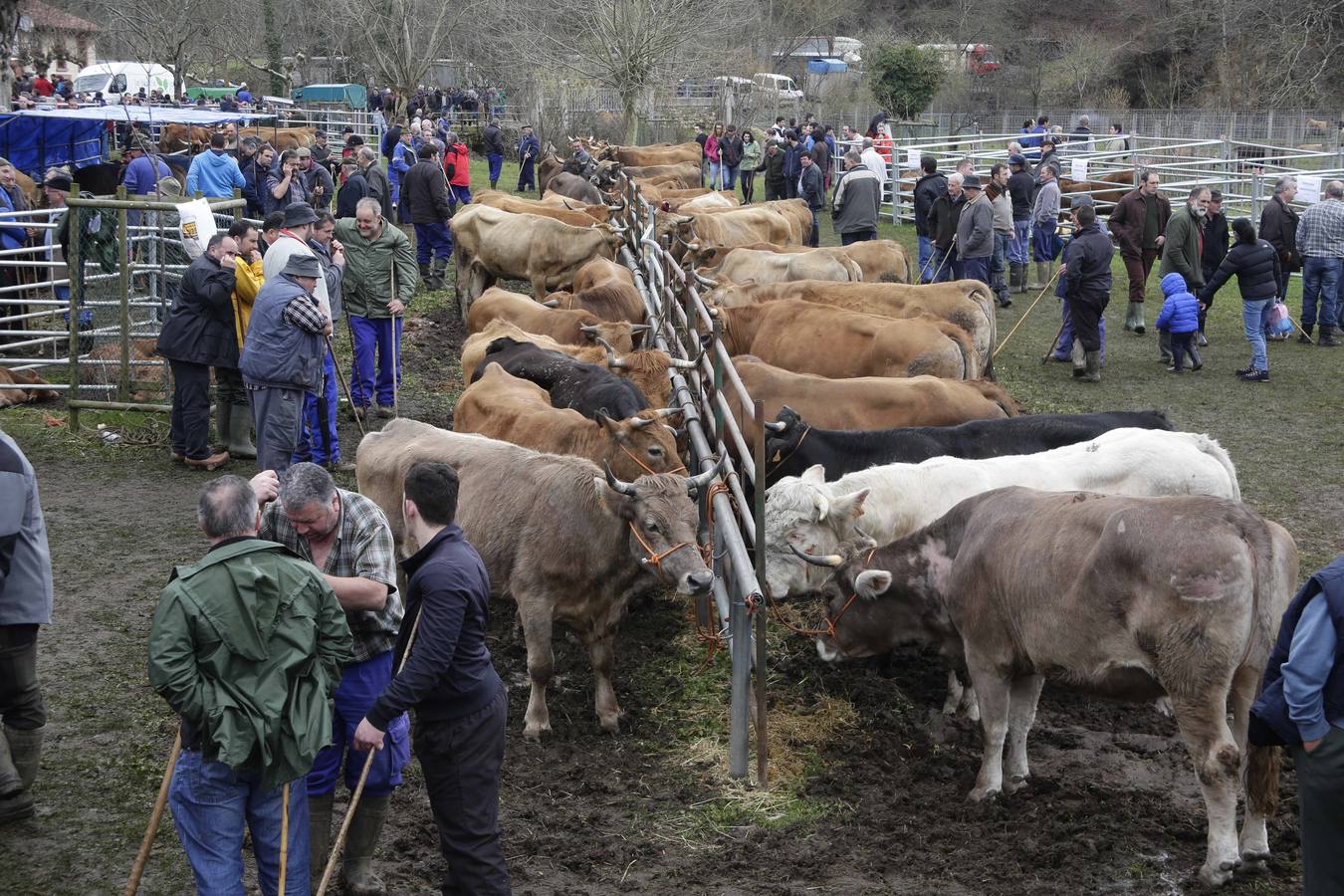 Corao acogió su tradicional feria de marzo con presencia de unas 1.300 cabezas de ganado