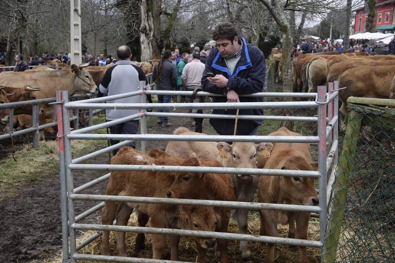 Corao acogió su tradicional feria de marzo con presencia de unas 1.300 cabezas de ganado