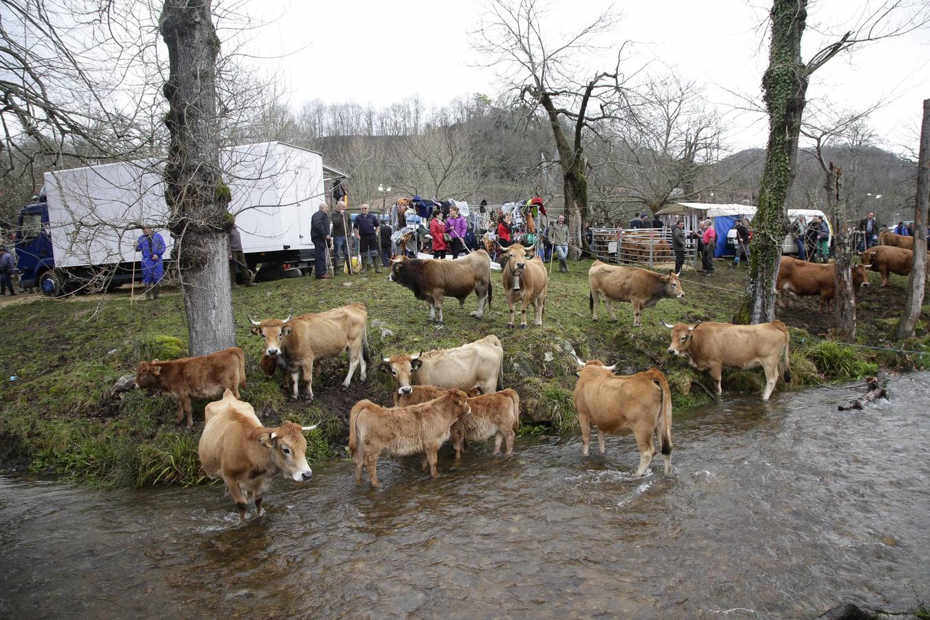 Corao acogió su tradicional feria de marzo con presencia de unas 1.300 cabezas de ganado