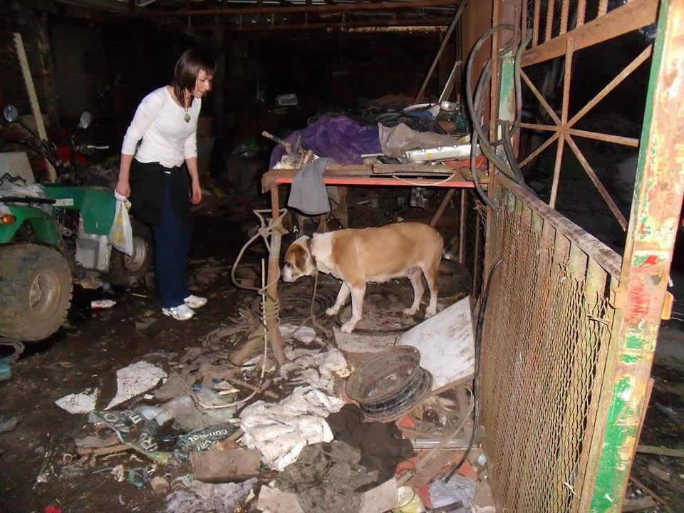 Rescatan a trece perros que malvivían en una finca de Tremañes