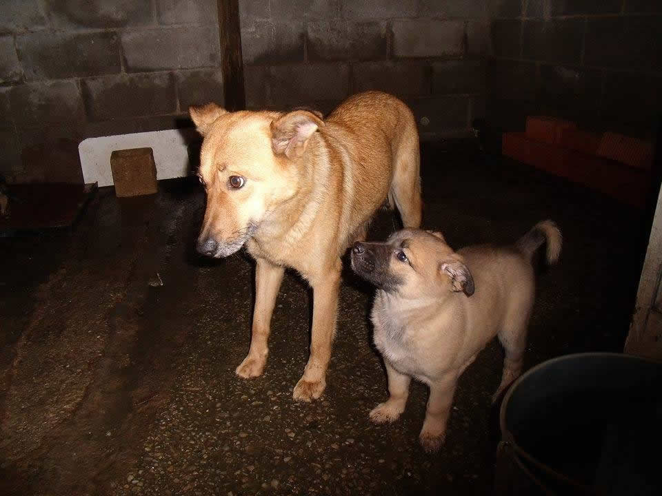 Rescatan a trece perros que malvivían en una finca de Tremañes