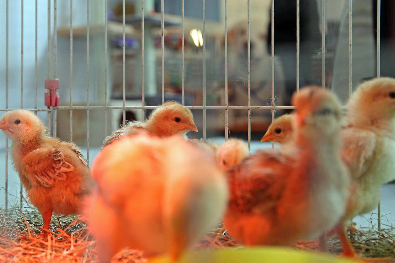 Las mascotas, protagonistas en la feria Principets