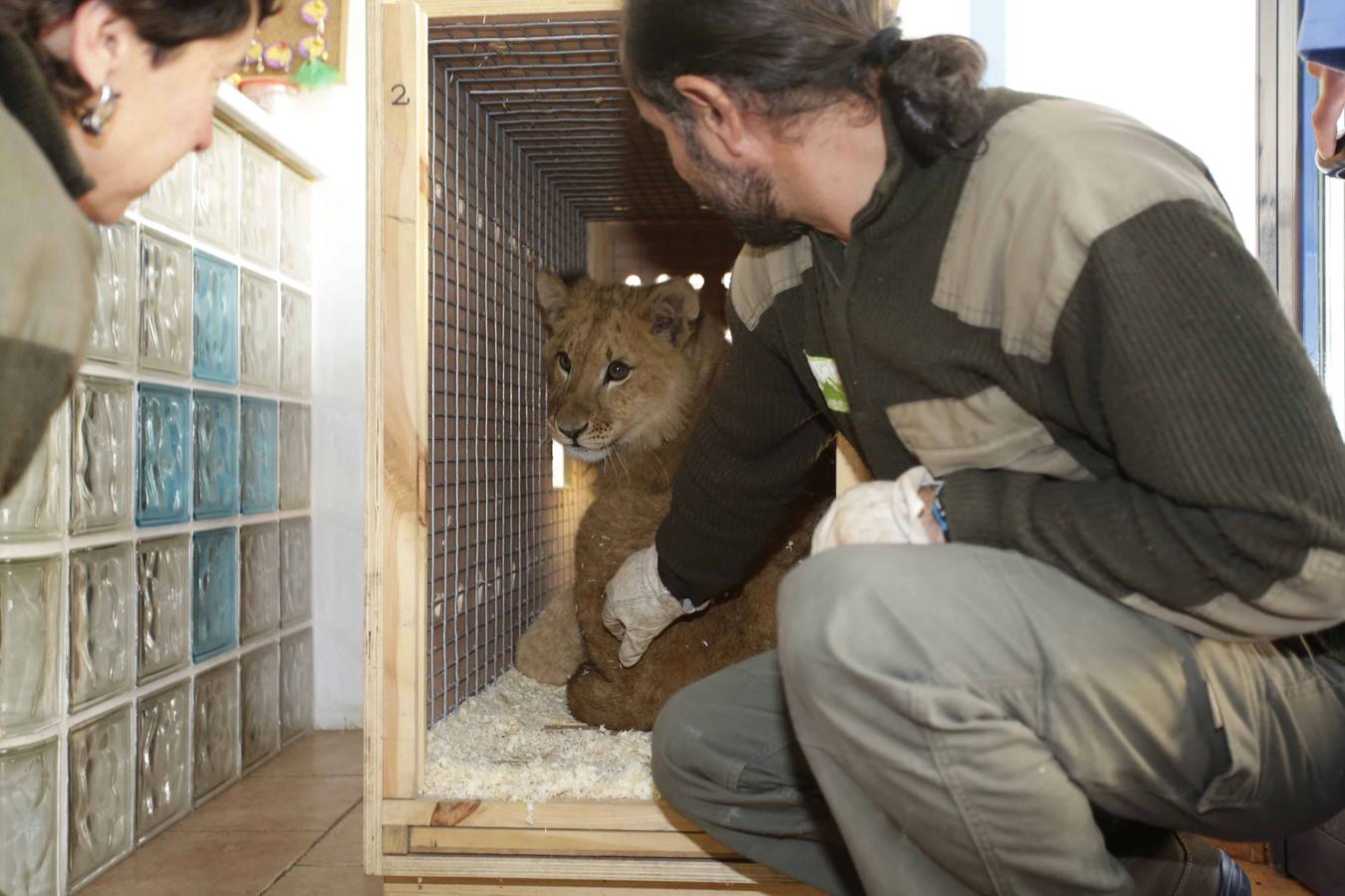 Así fue la operación a &#039;Mojito&#039;, el león operado en Llanes