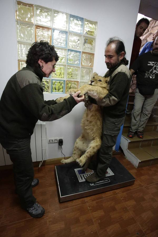 Así fue la operación a &#039;Mojito&#039;, el león operado en Llanes