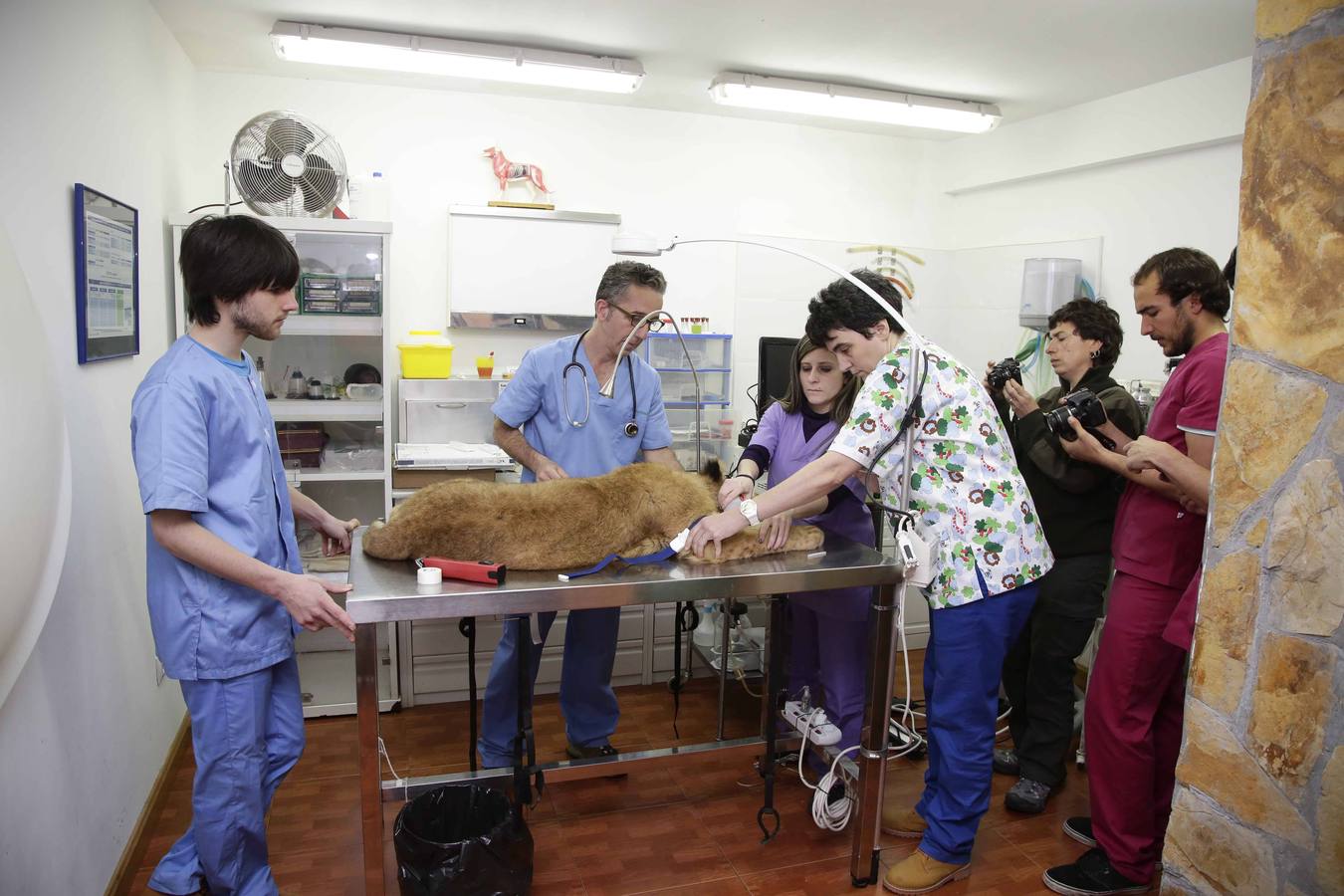 Así fue la operación a &#039;Mojito&#039;, el león operado en Llanes