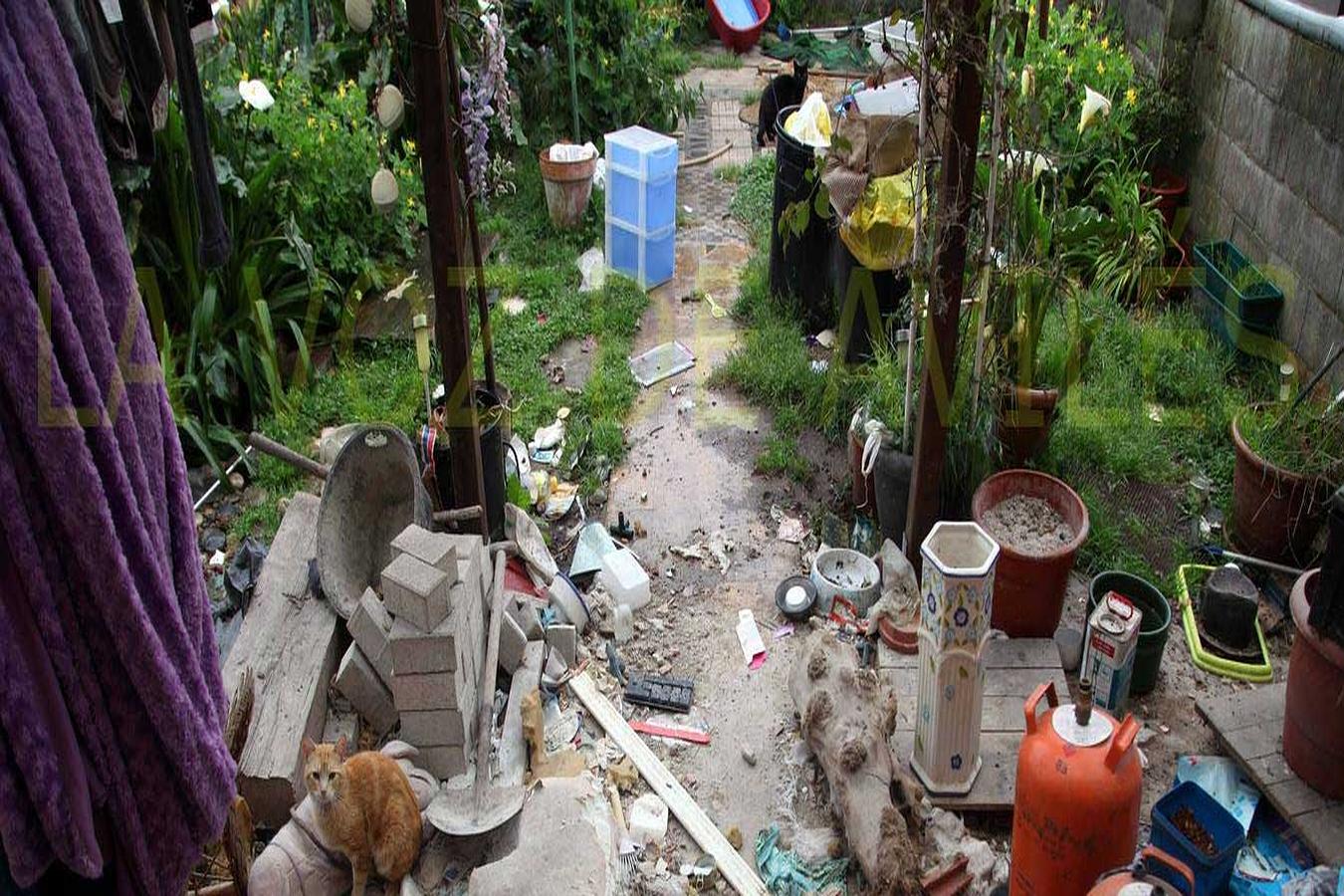 Los gatos todavía corretean por el jardín trasero de la casa. 