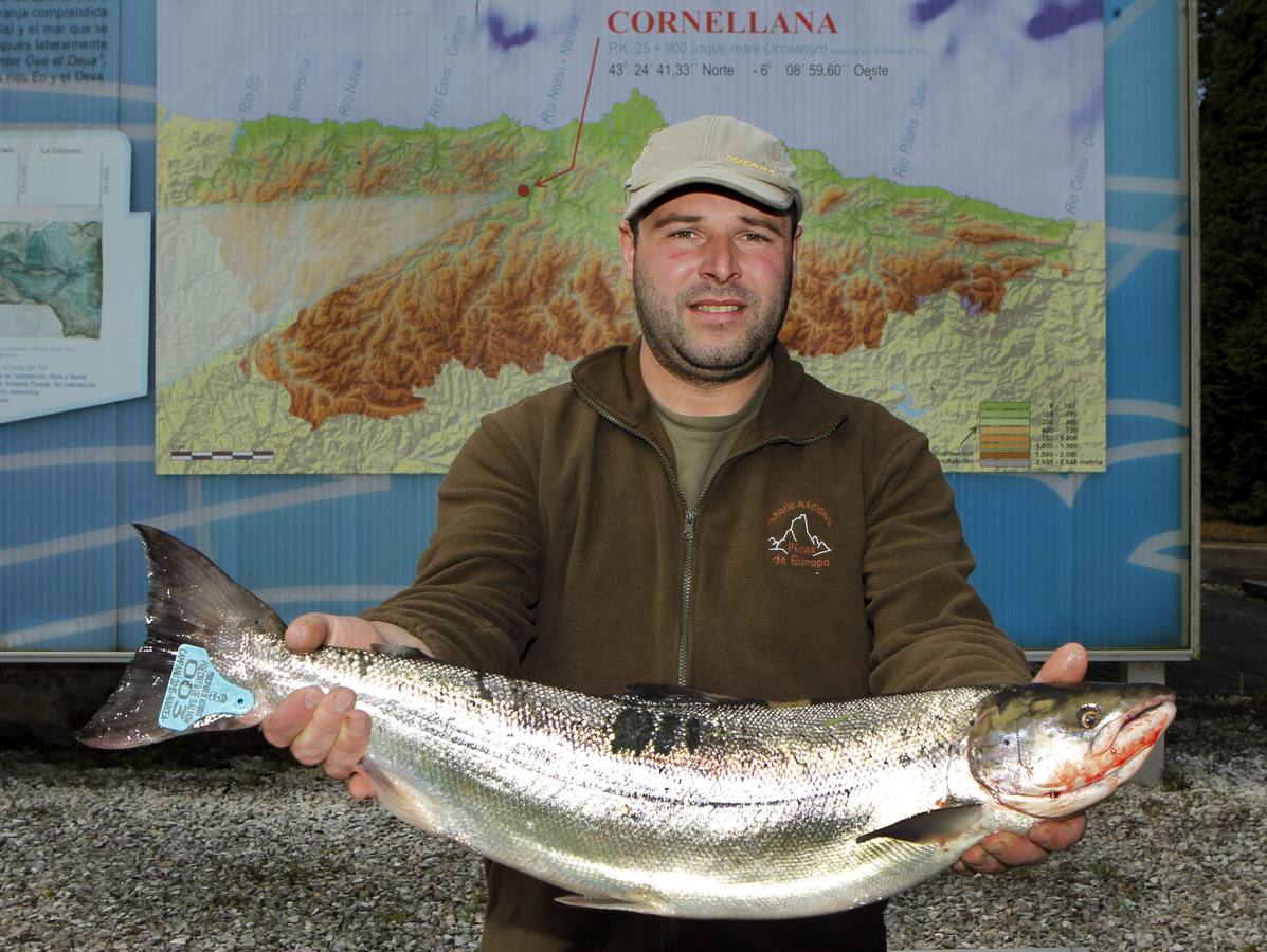 El campanu del río Narcea, un ejemplar de 4,6 kilos