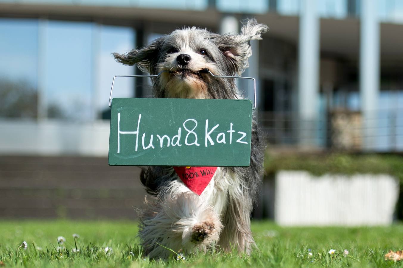 Feria canina en Alemania