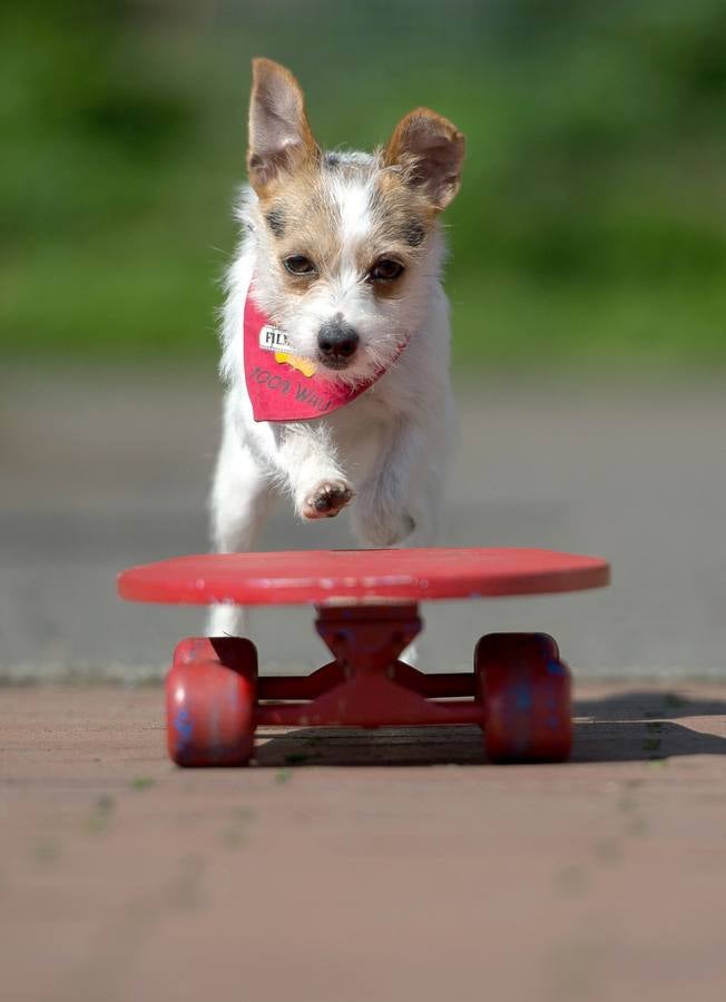 Feria canina en Alemania