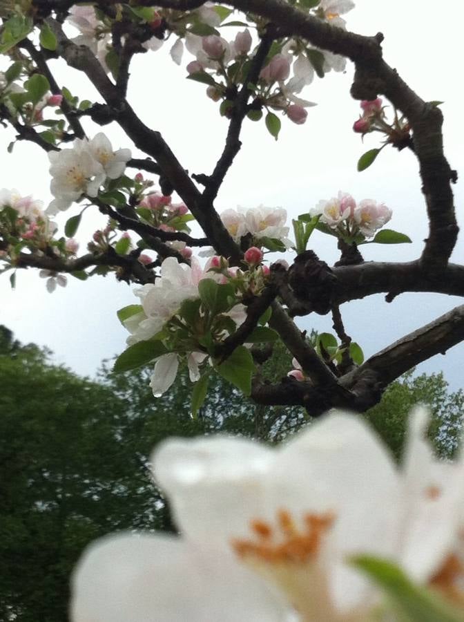 Maraton fotográfico en el Botánico (Infantil)
