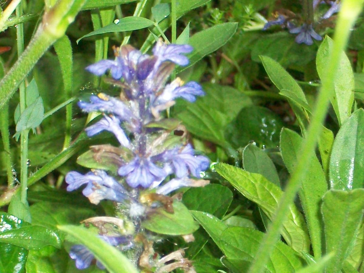 Maraton fotográfico en el Botánico (Infantil)